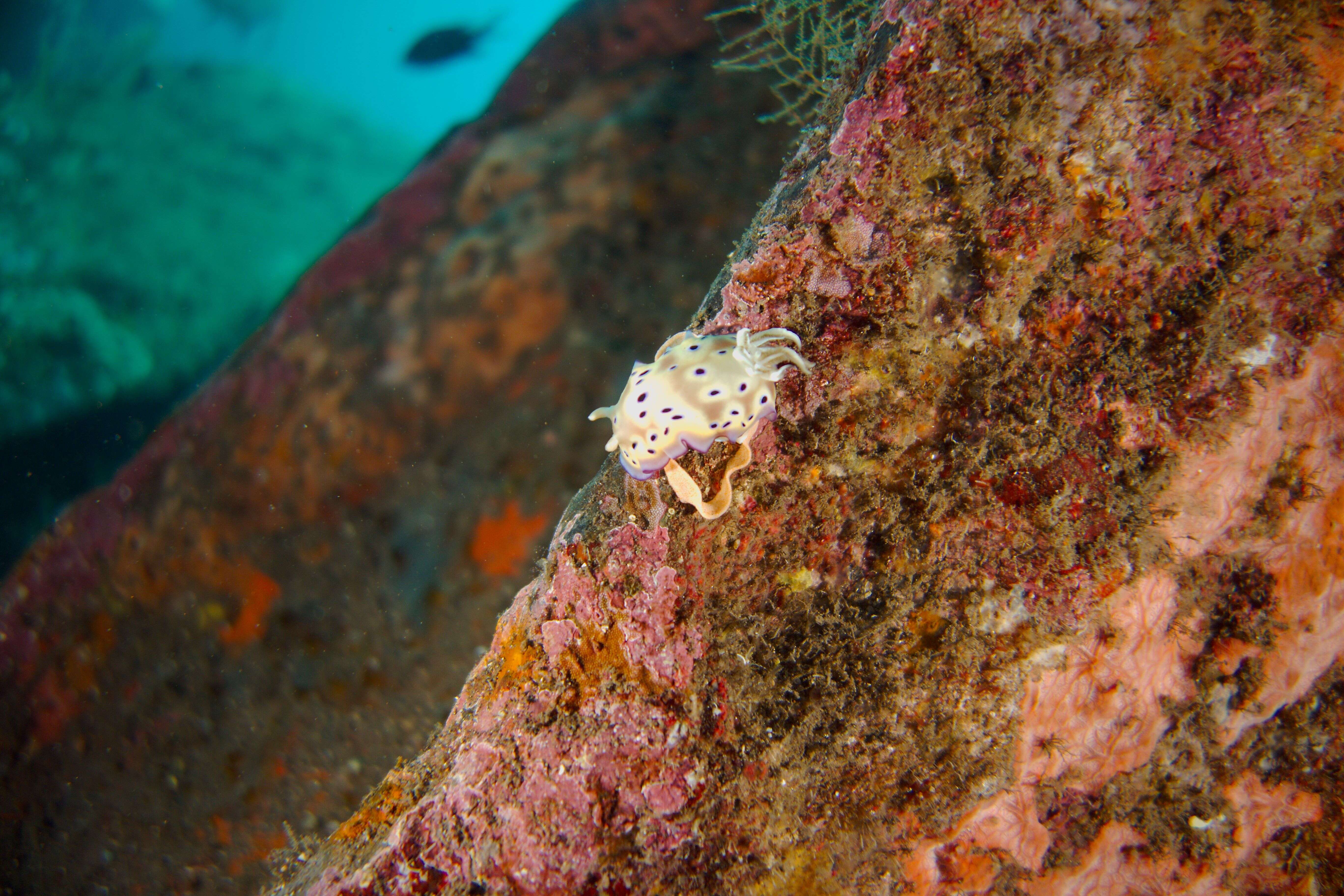 Image of Purple spot skirt lifter slug