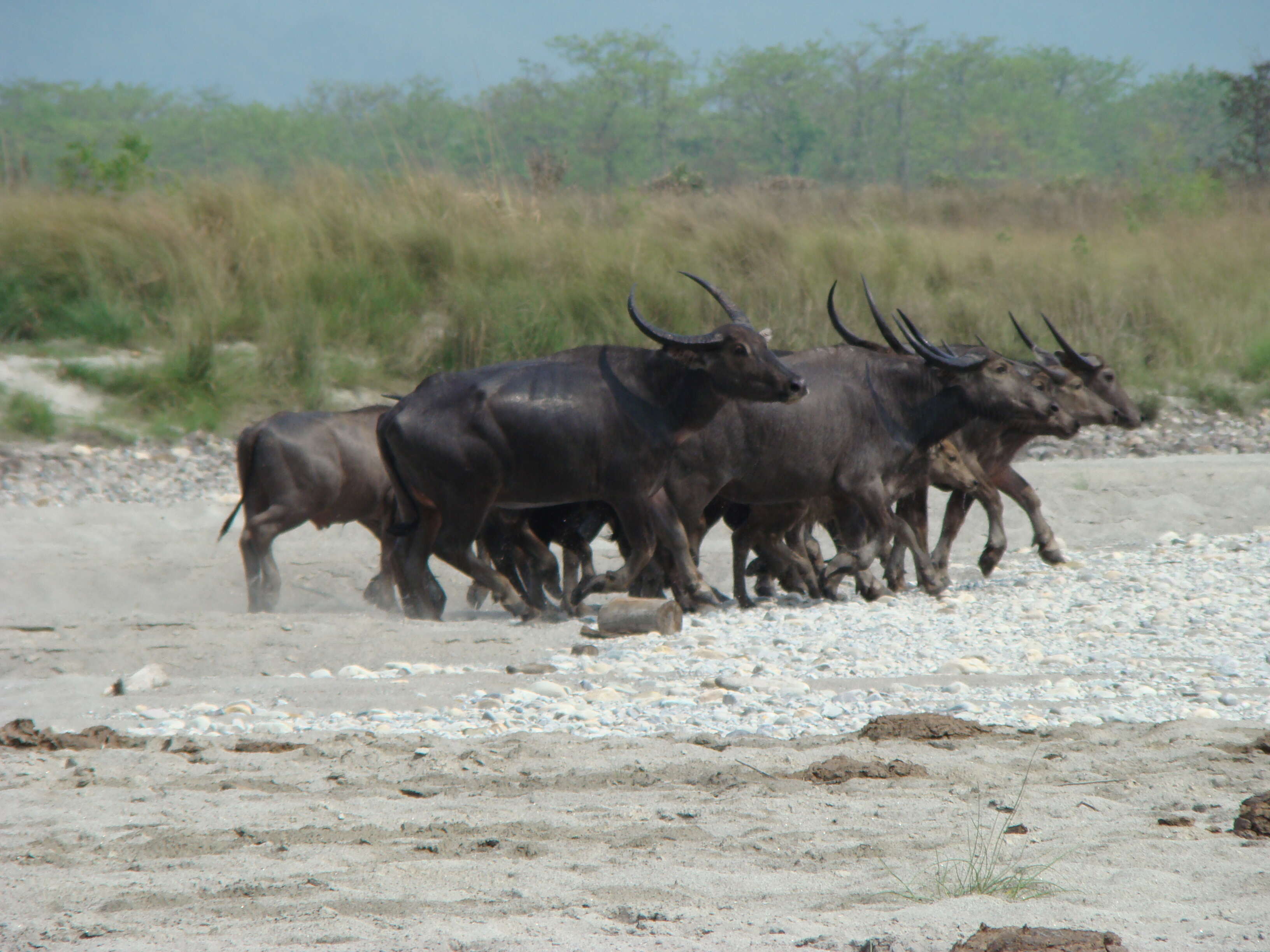 Imagem de Bubalus bubalis arnee (Kerr 1792)