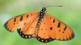 Image of Acraea terpsicore