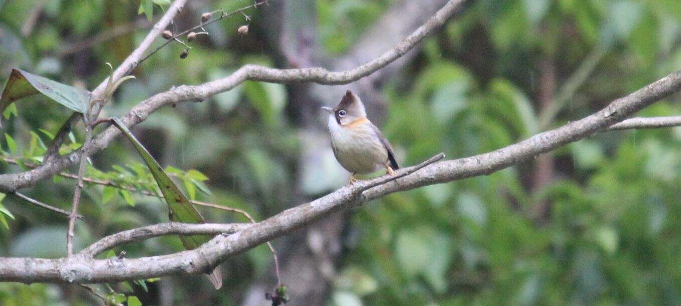 صورة Yuhina flavicollis Hodgson 1836