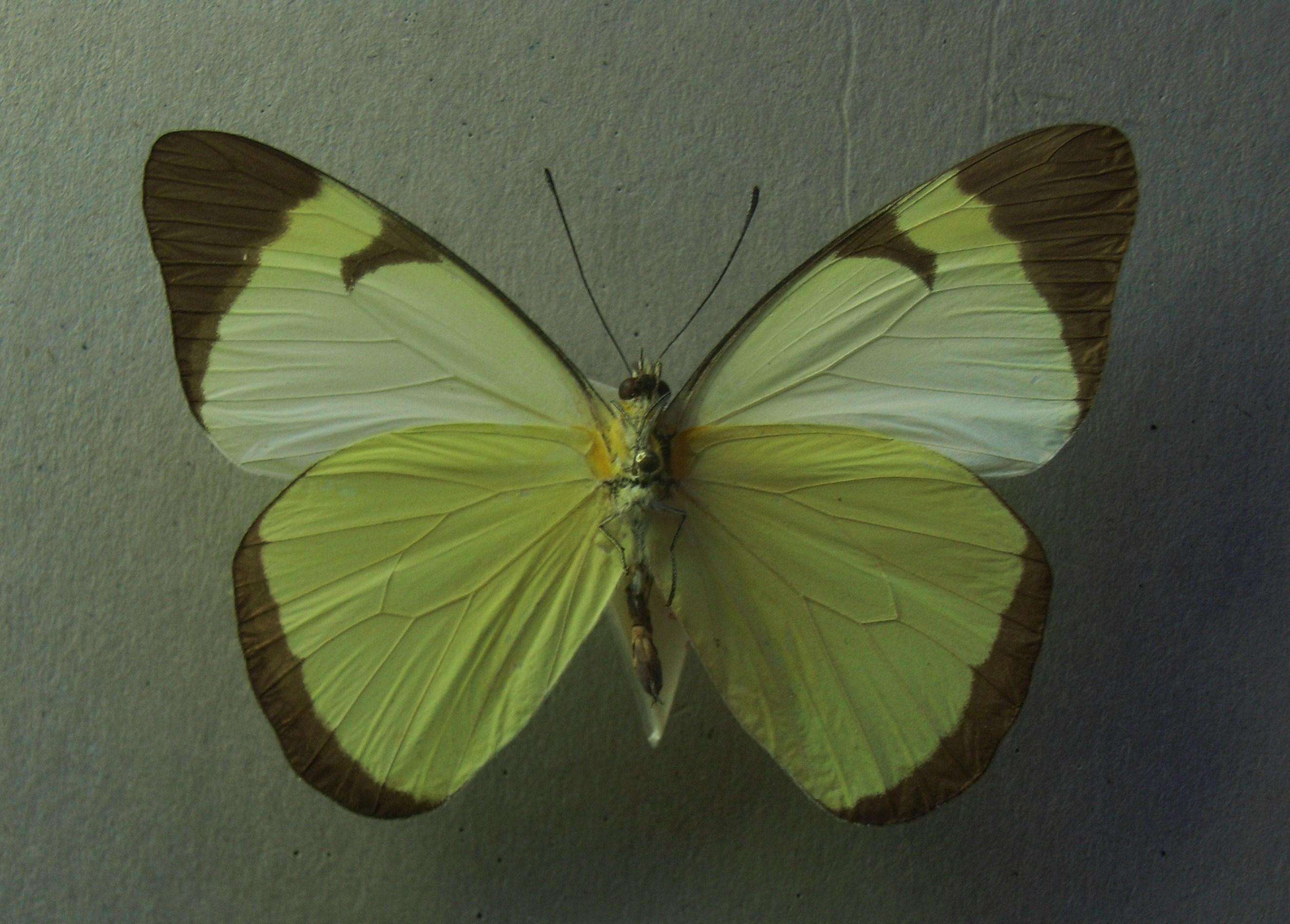 Image of Melete lycimnia (Cramer (1777))