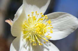 Image of black hellebore