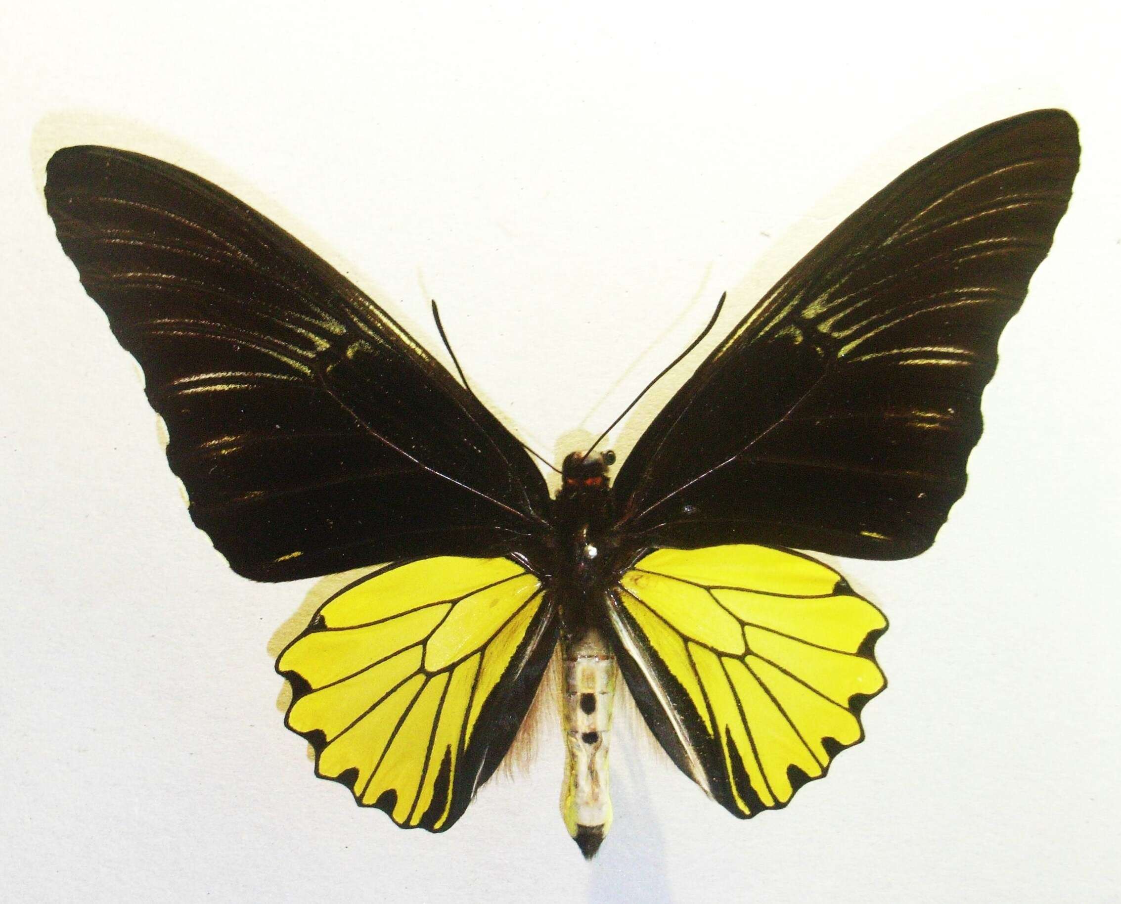 Image of Golden Birdwing