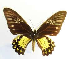 Image of Golden Birdwing