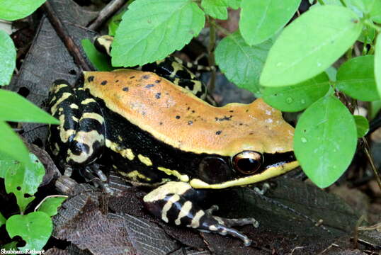 Sivun Hydrophylax malabaricus (Tschudi 1838) kuva