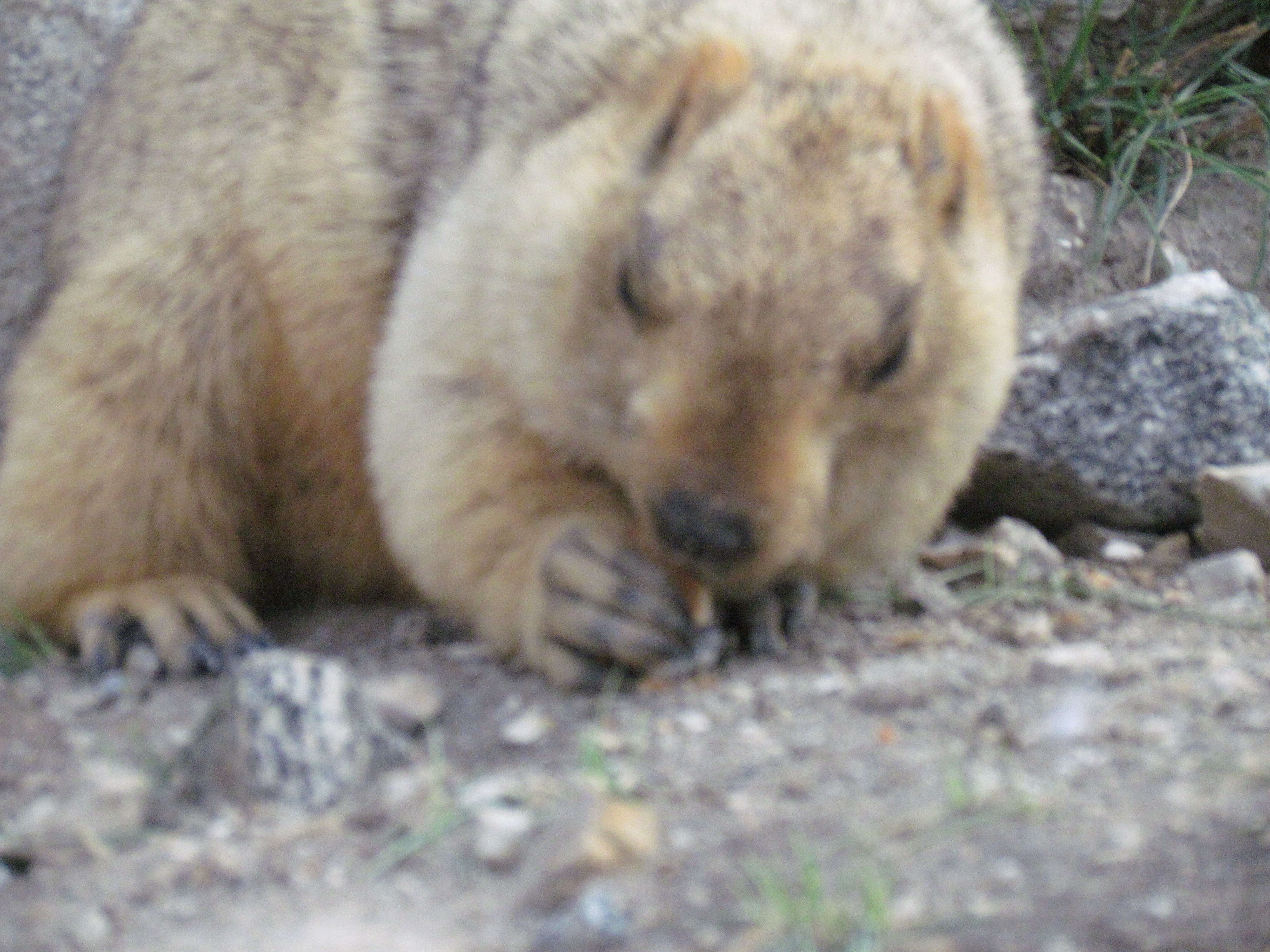 Image of Himalayan Marmot