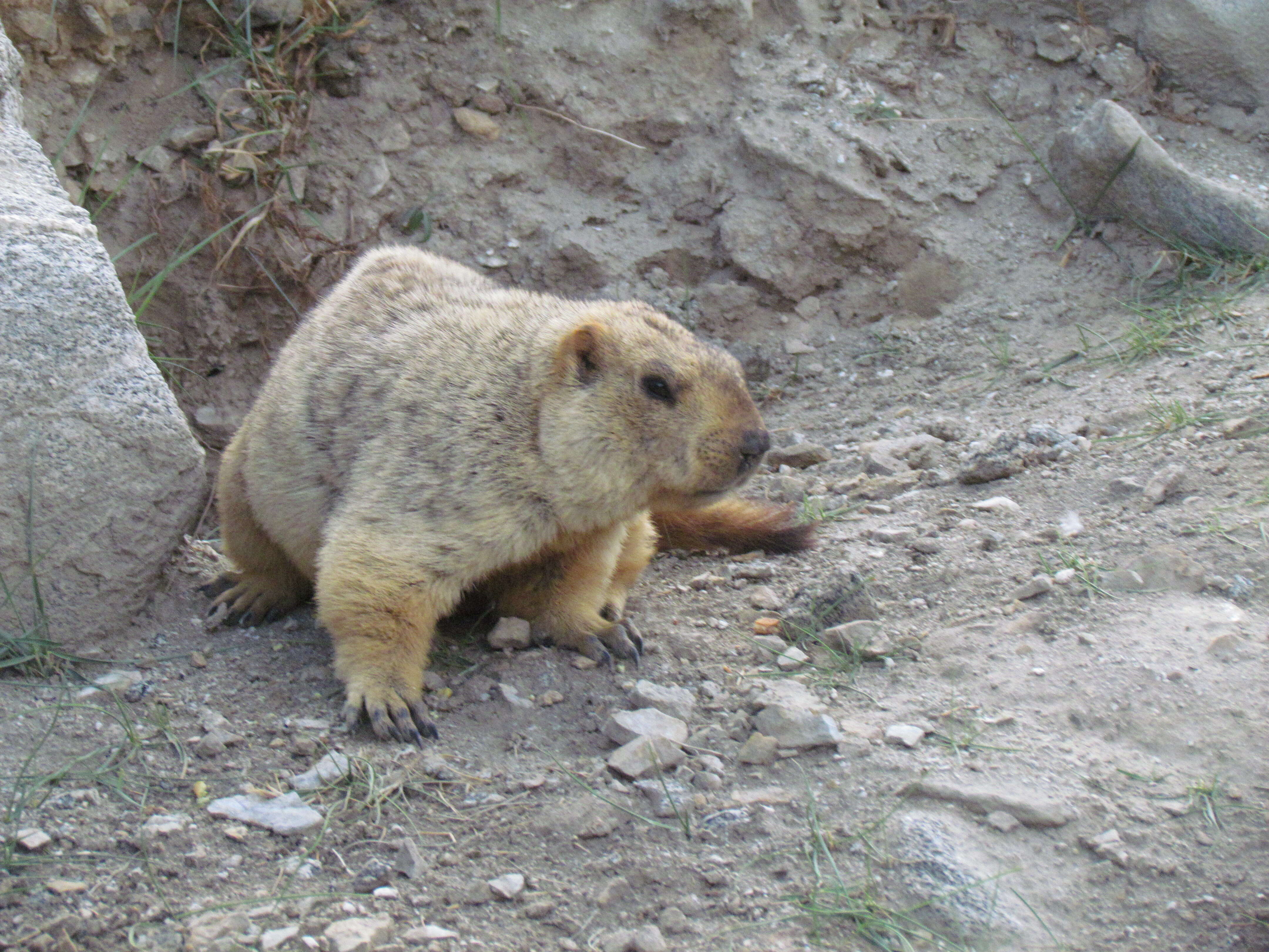 Image of Himalayan Marmot