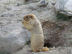 Image of Himalayan Marmot