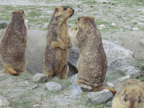 Image of Himalayan Marmot