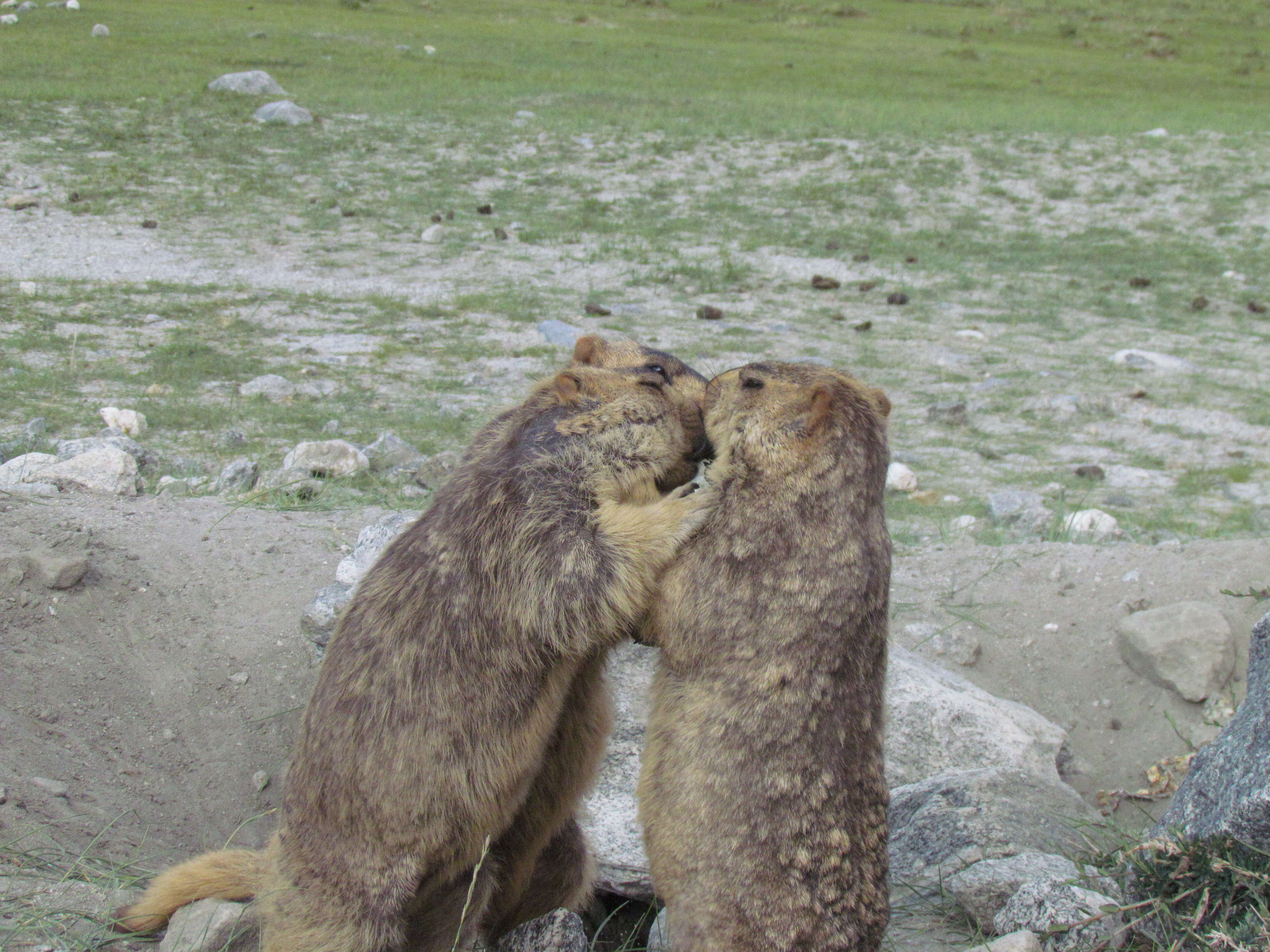 Image of Himalayan Marmot