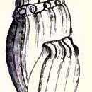 Image of Clionella costata (Swainson 1840)