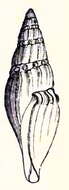 Image of Clionella costata (Swainson 1840)