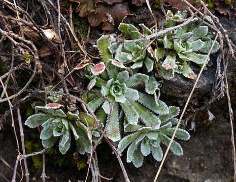 Image of Livelong Saxifrage