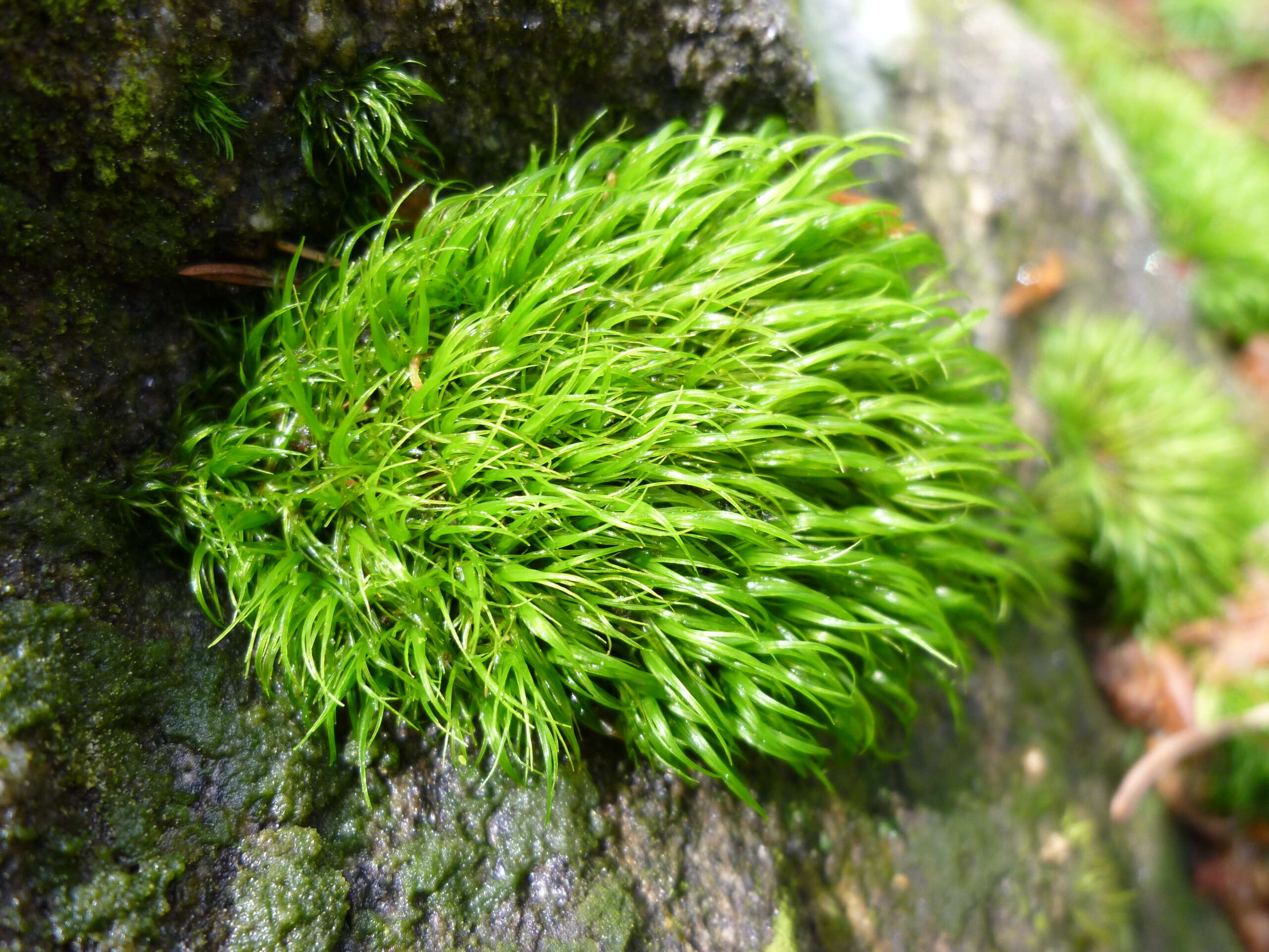 Image of pulvinate dry rock moss