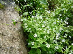 Image of wood stitchwort