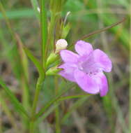 Image of smallflower false foxglove