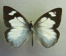 Image of Delias microsticha Rothschild 1904