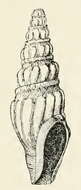 Image of Clionella halistrepta (Bartsch 1915)