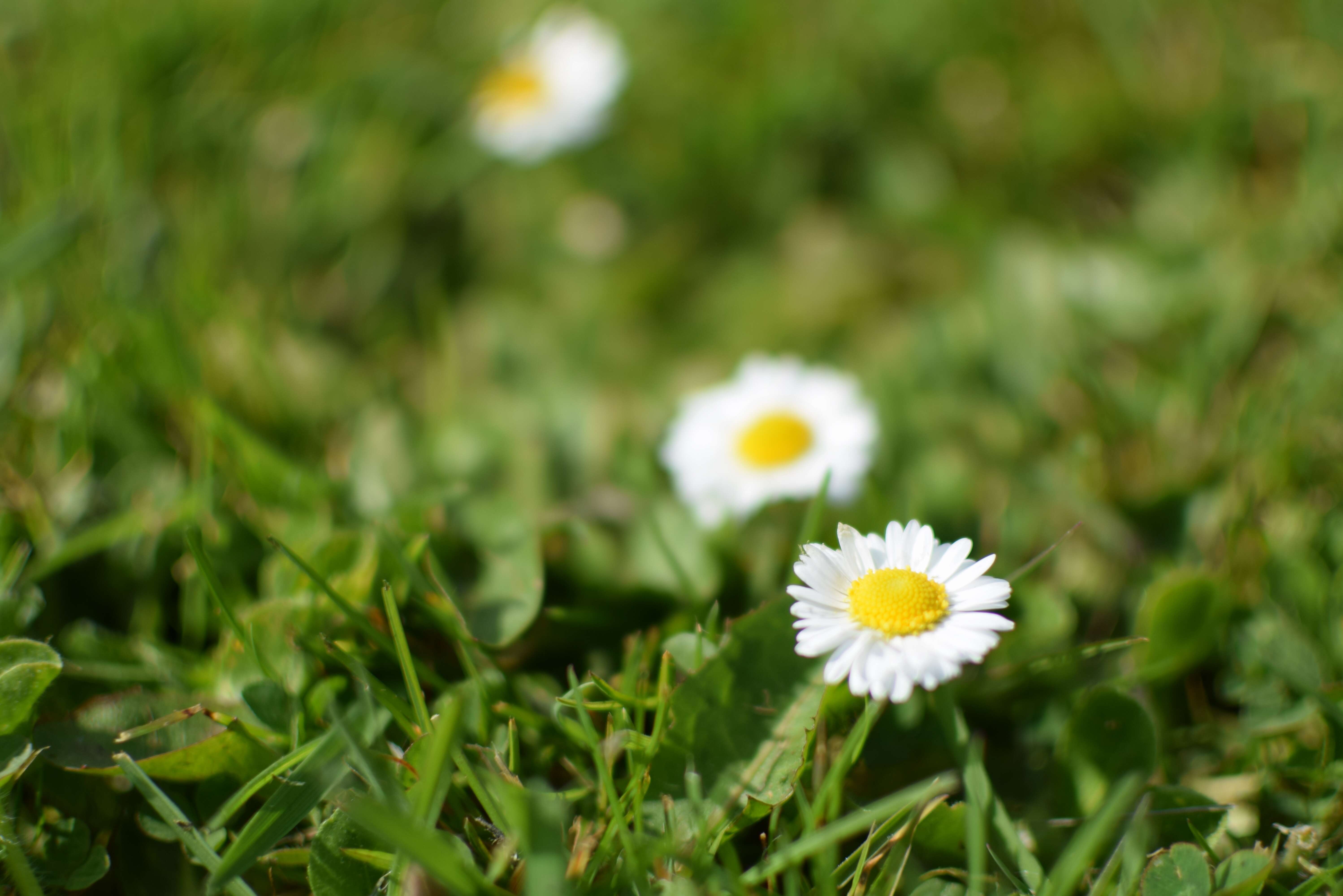 Image of Daisy