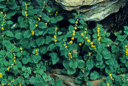 Plancia ëd Solidago albopilosa L. Braun