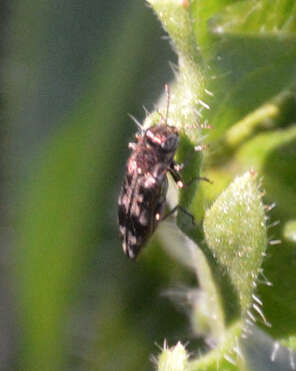 Image of Hackberry Agrilus