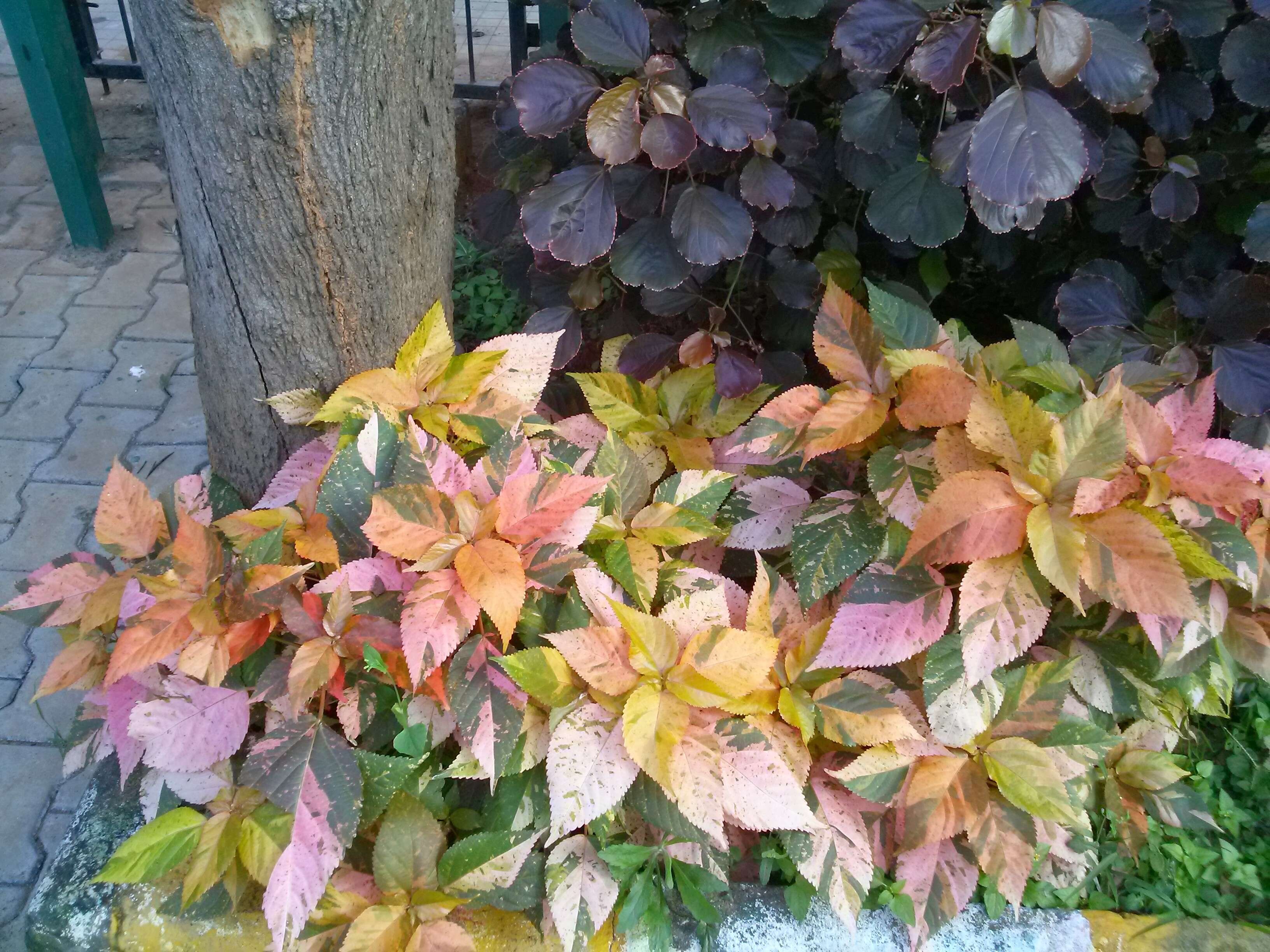 Image de Acalypha wilkesiana Müll. Arg.