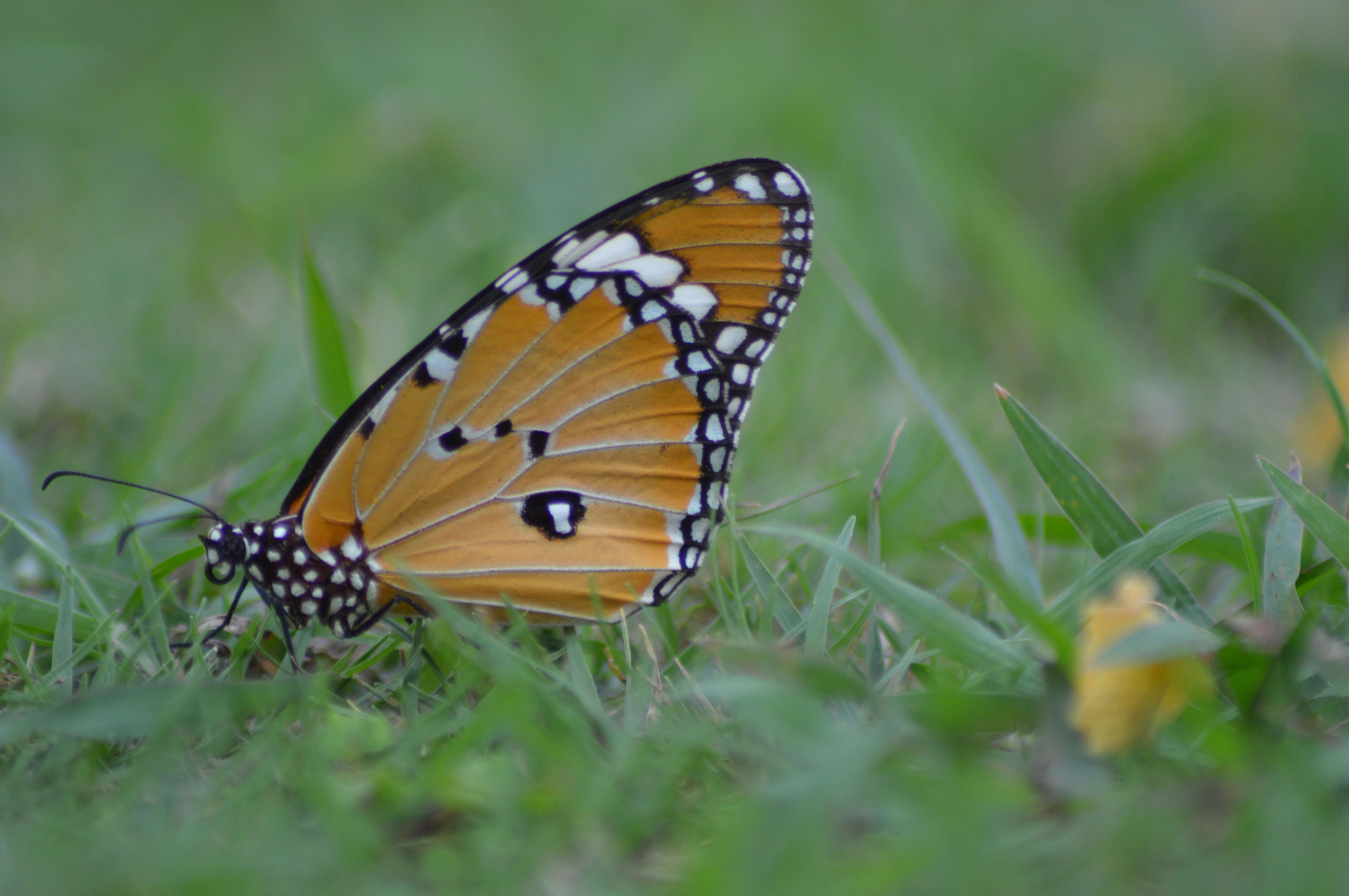 Image of Plain tiger