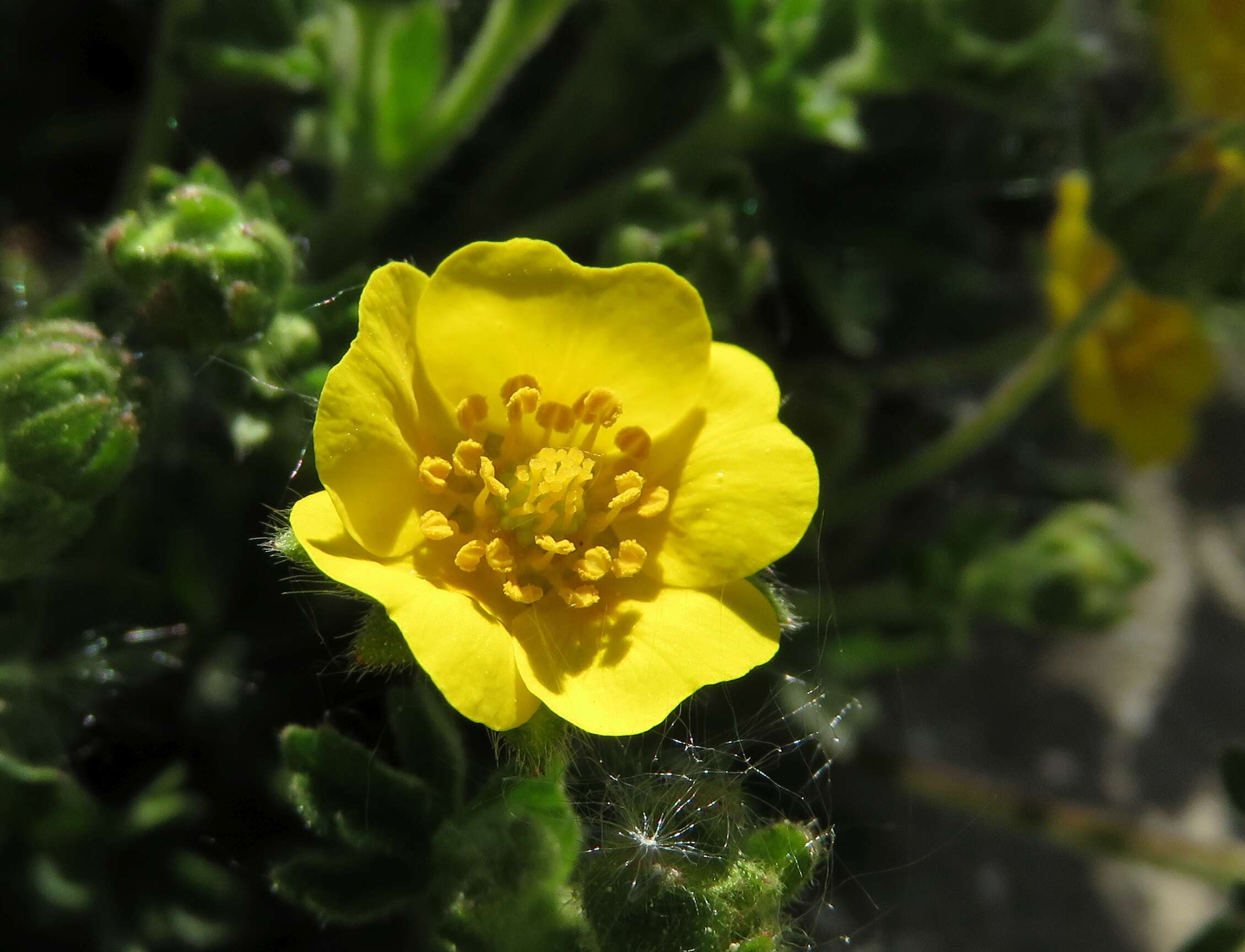 Слика од Potentilla crantzii (Crantz) Beck