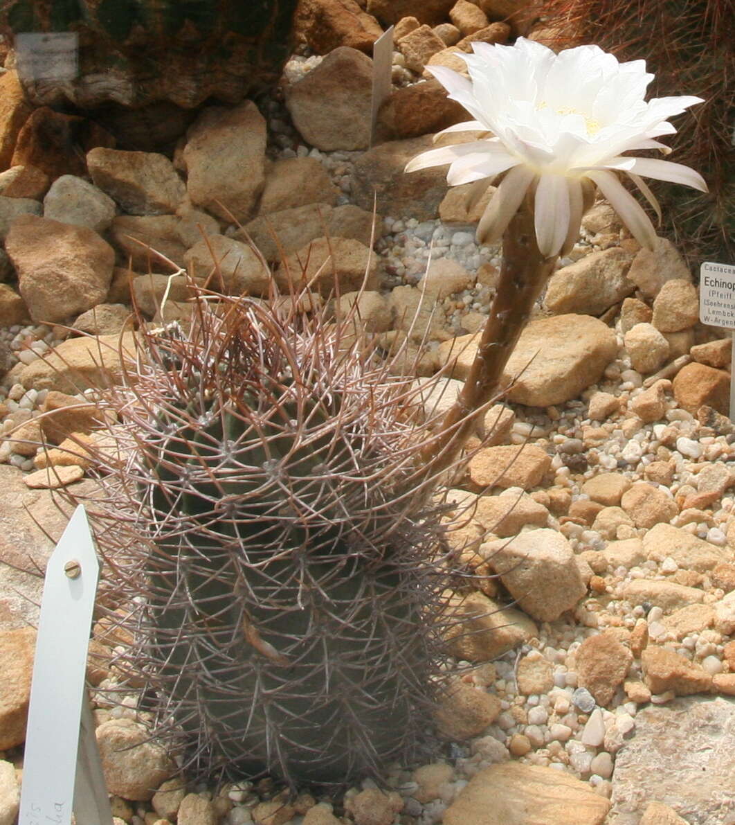 Echinopsis resmi