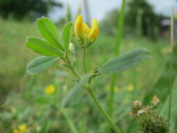 Image of bur medick