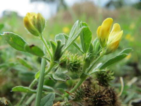 Image of bur medick