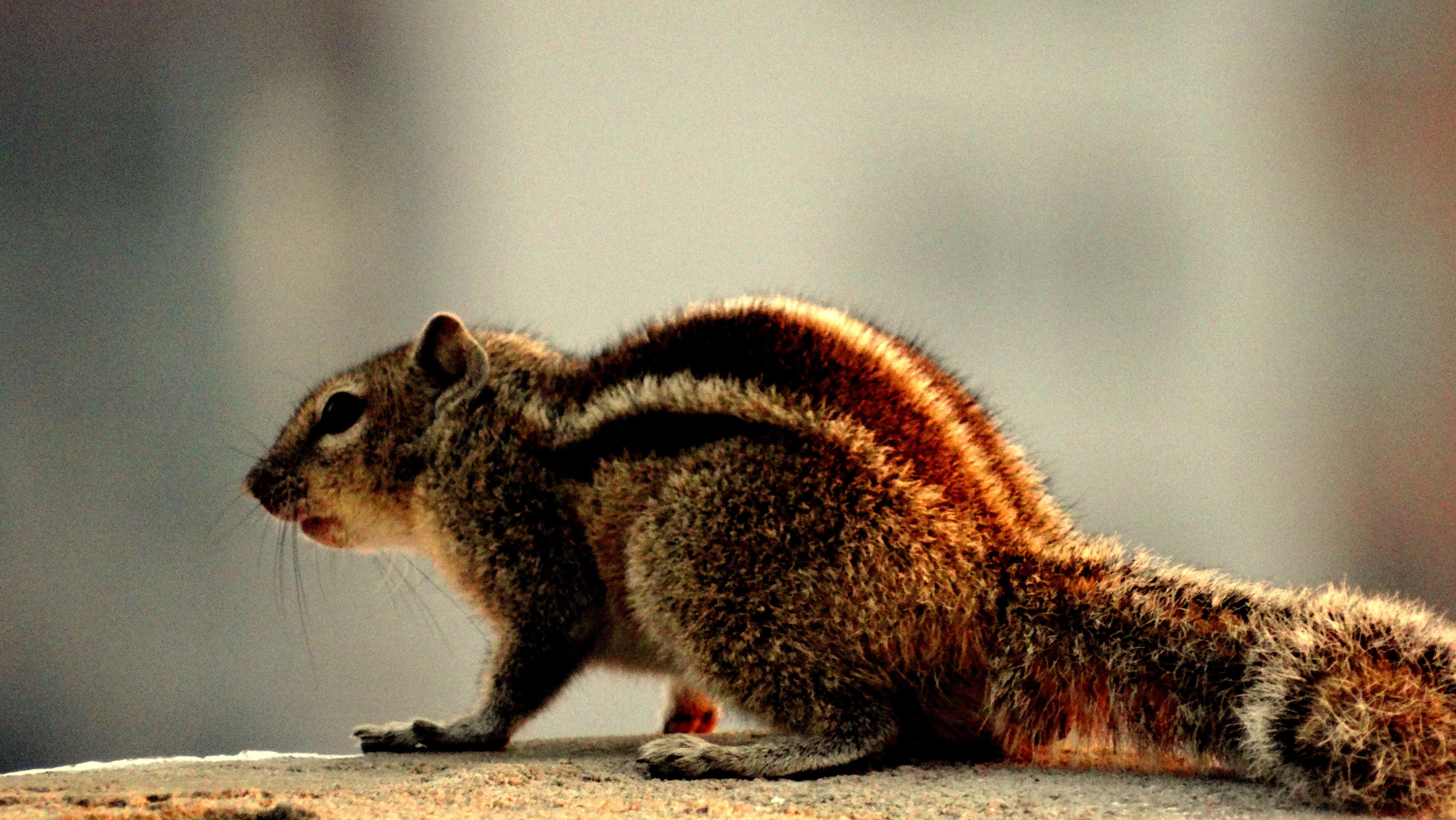 Image of Indian palm squirrel