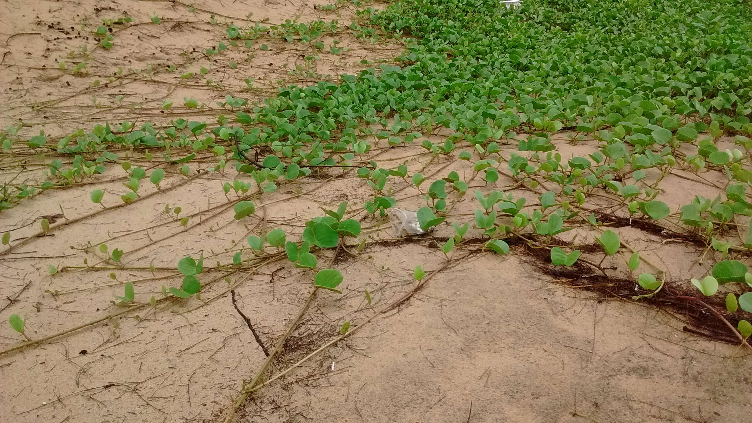 Ipomoea pes-caprae (L.) R. Brown resmi