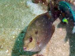 Image of Maze Rabbitfish