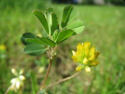 Image of Lesser Hop Trefoil