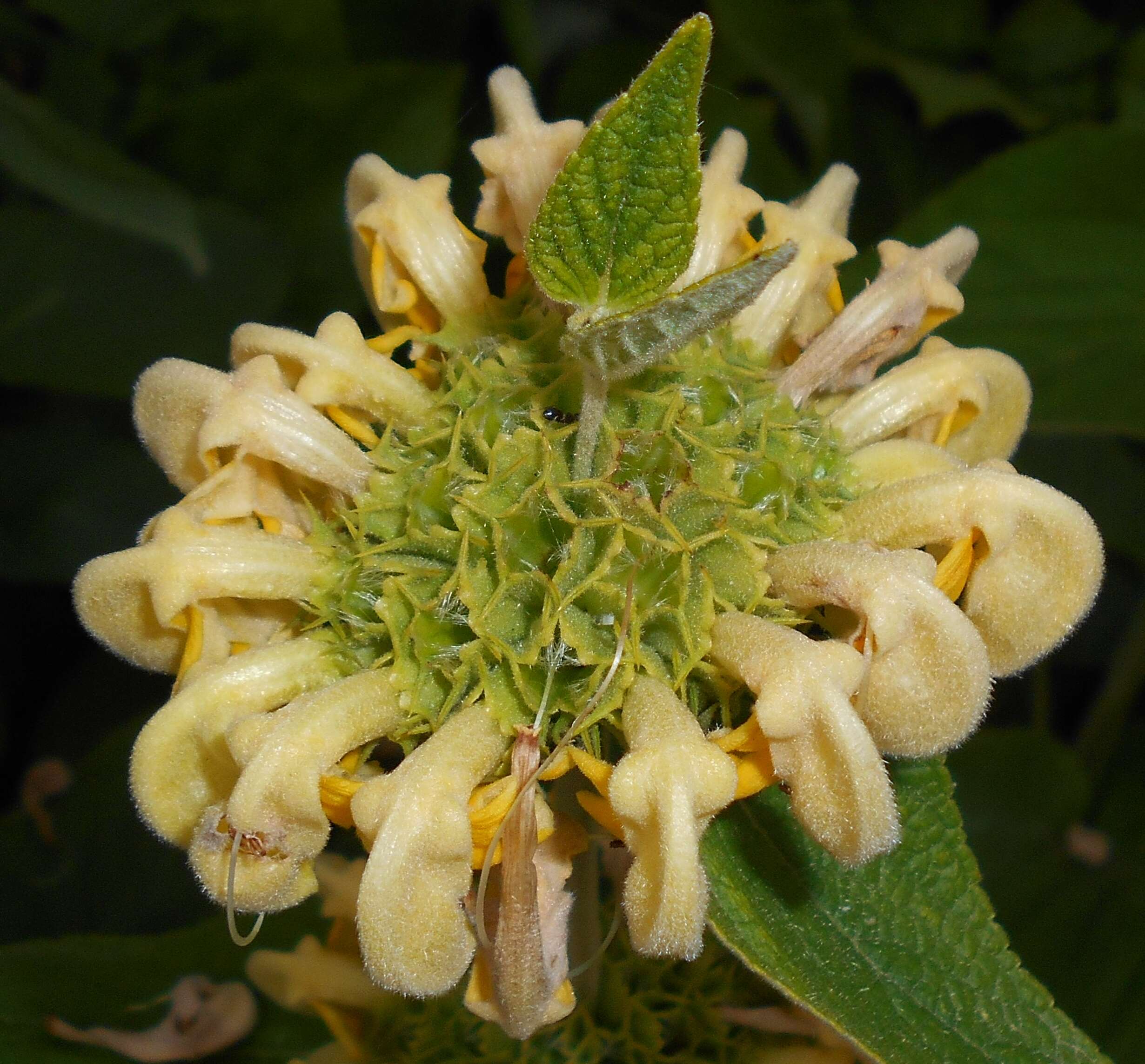 Image of Phlomis russeliana (Sims) Lag. ex Benth.