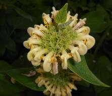 Image of Phlomis russeliana (Sims) Lag. ex Benth.