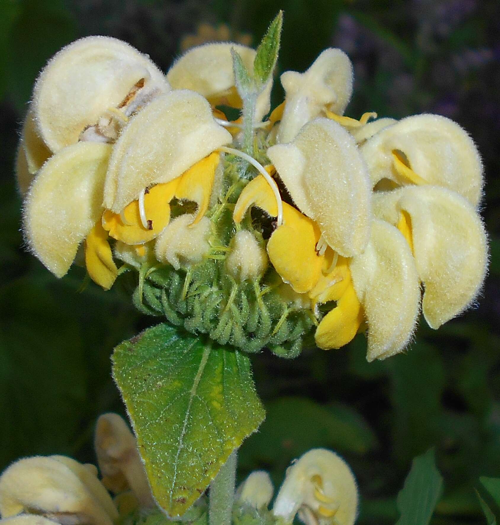 Sivun Phlomis russeliana (Sims) Lag. ex Benth. kuva