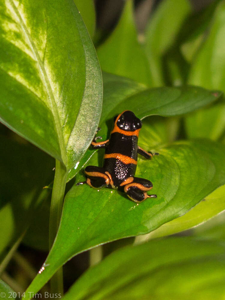 Image of Summers’ Poison Frog