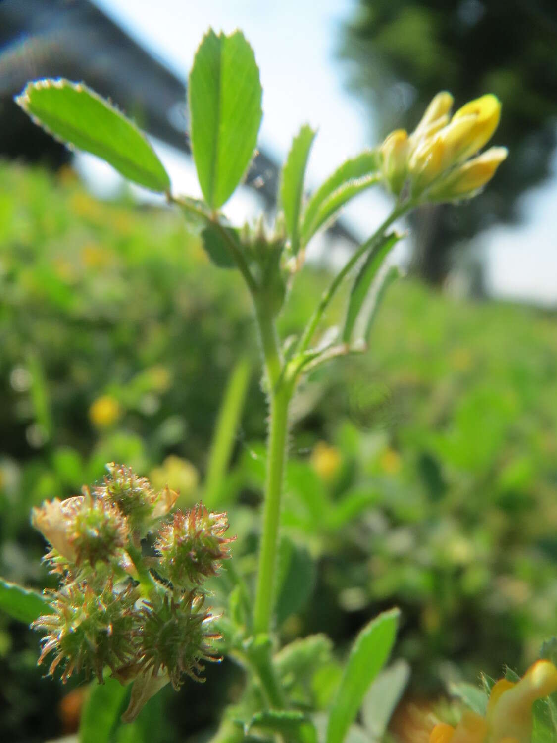 Image of bur medick