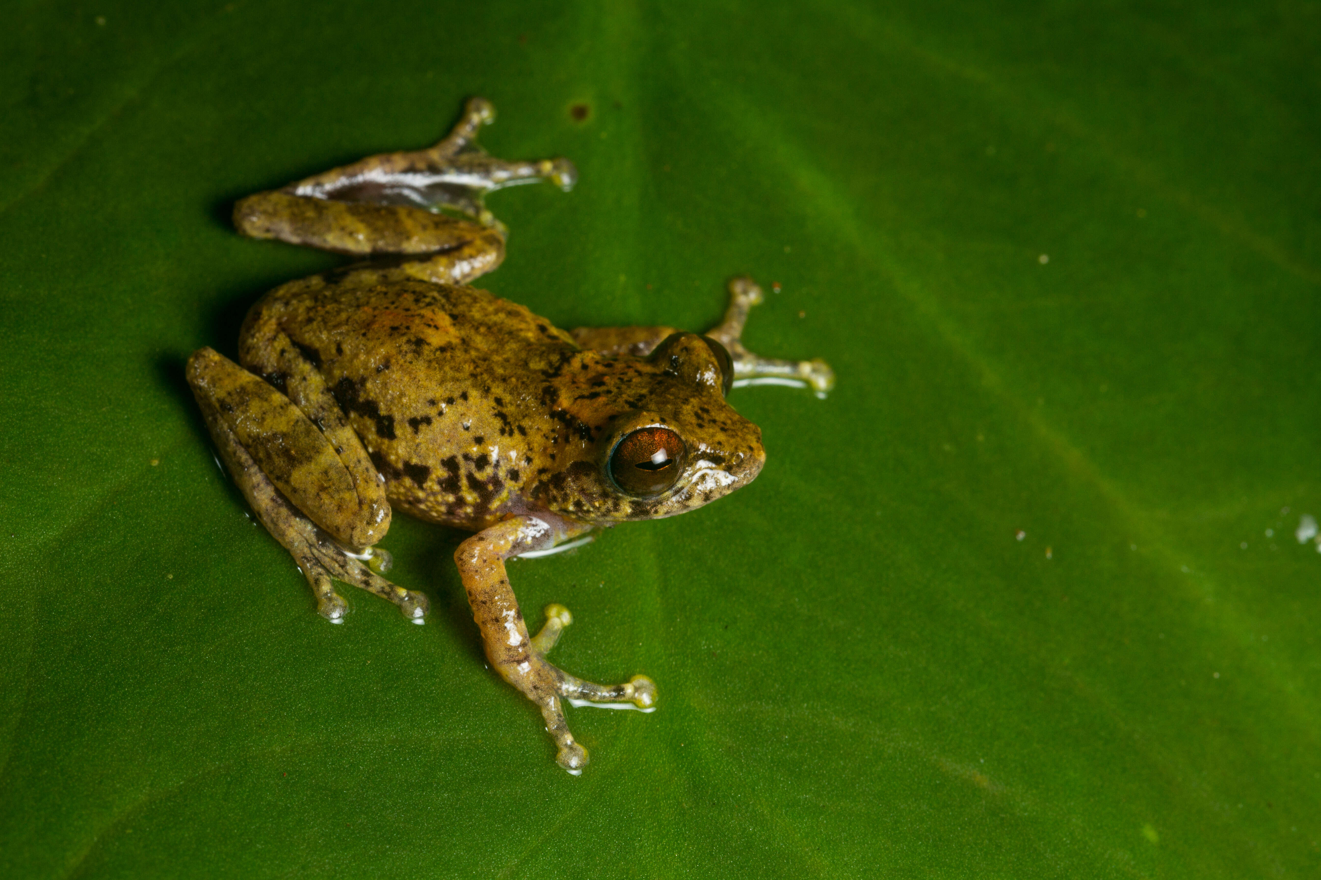 Image of Sushil's Bushfrog