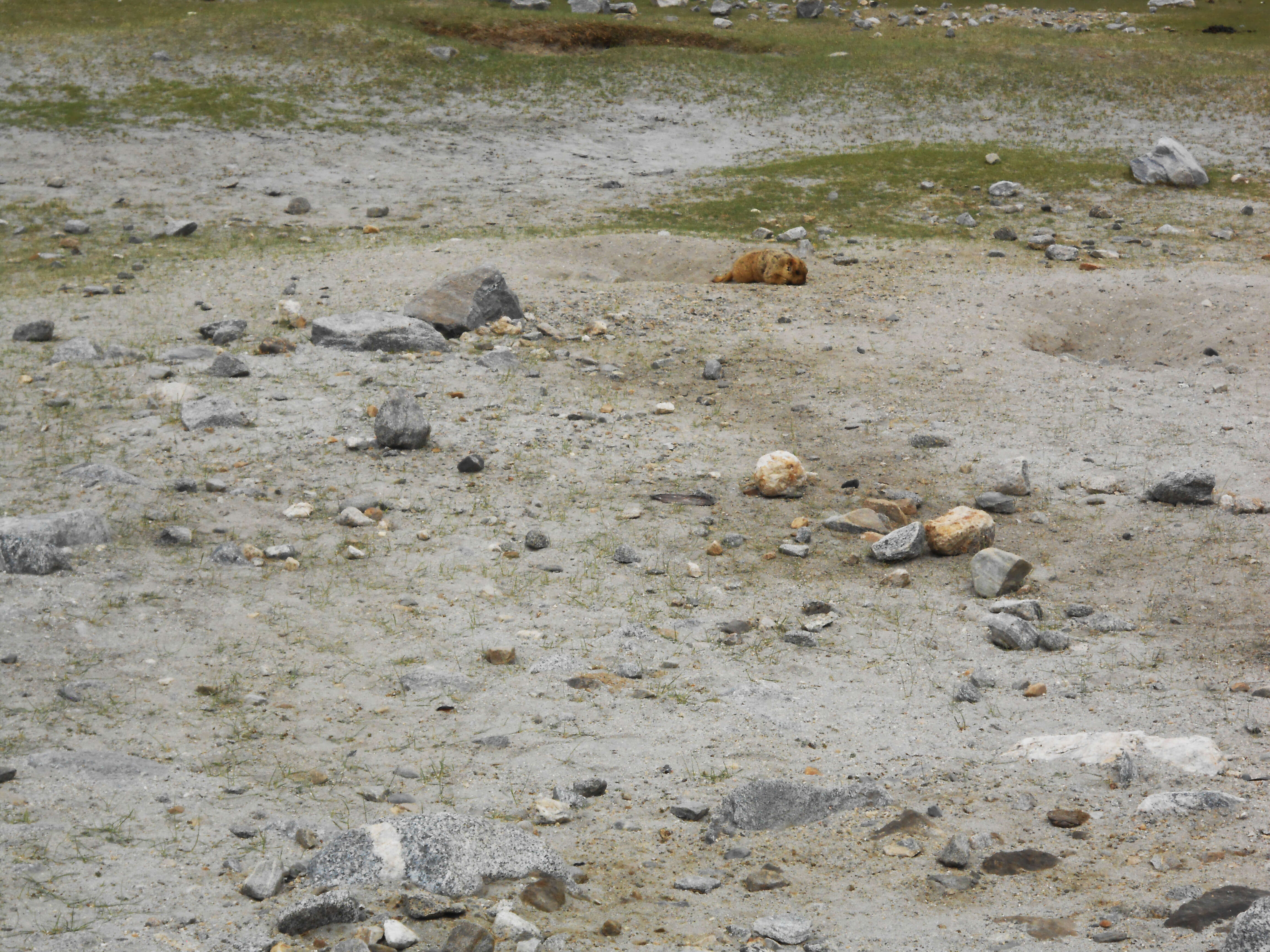 Image of Himalayan Marmot