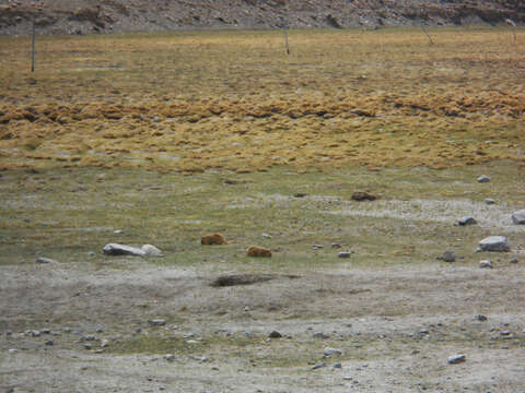 Image of Himalayan Marmot