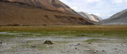 Image of Himalayan Marmot