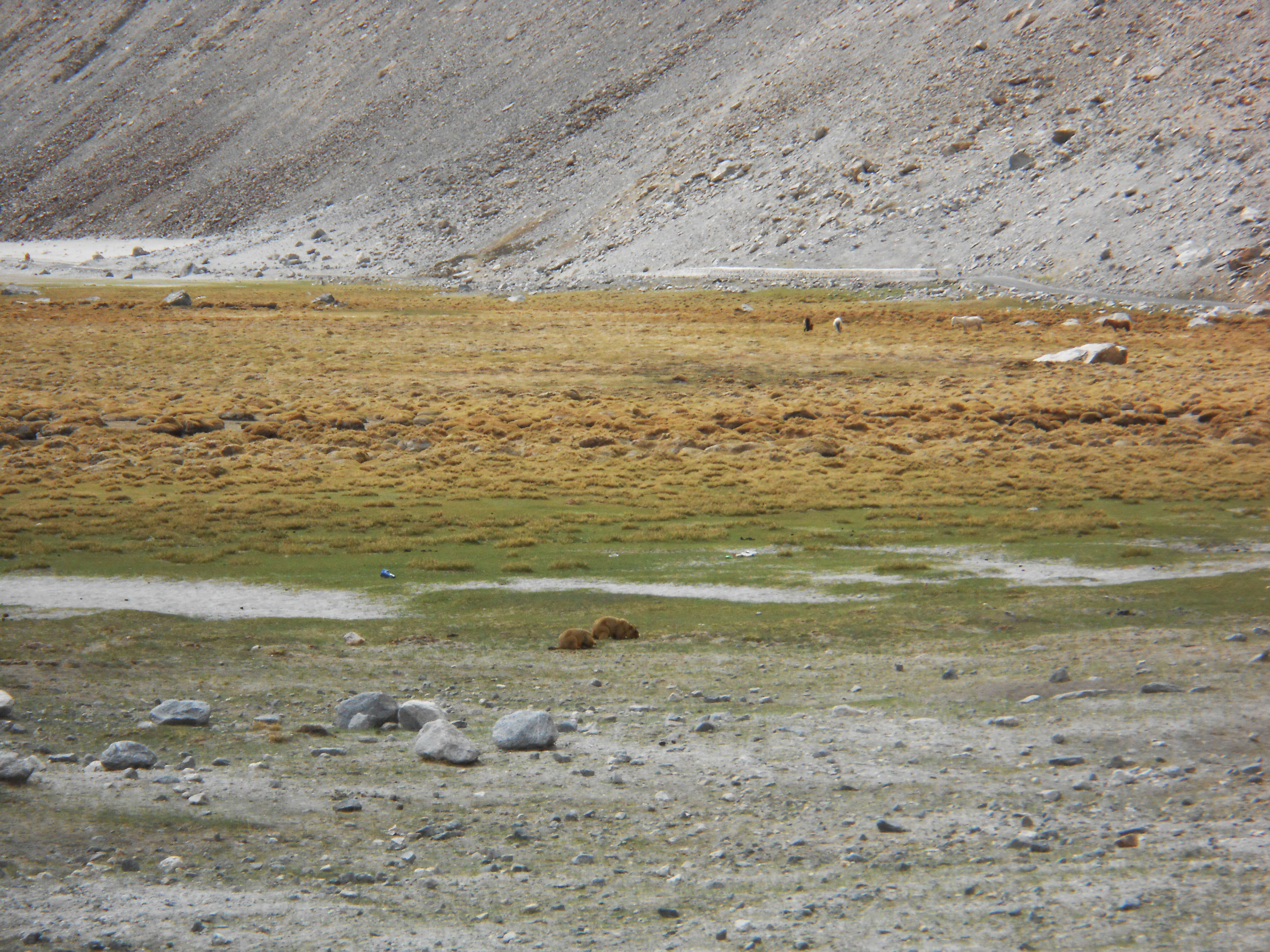 Image of Himalayan Marmot