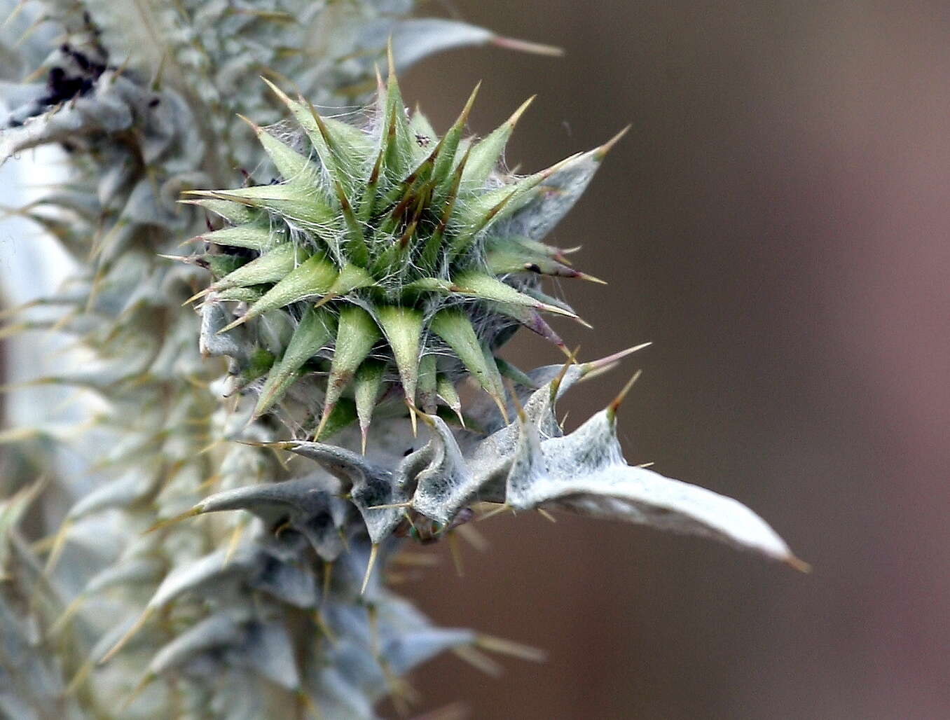 Image of Illyrian cottonthistle