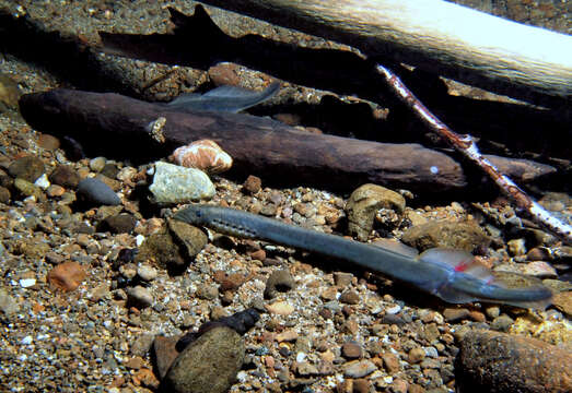 Image of Western Brook Lamprey