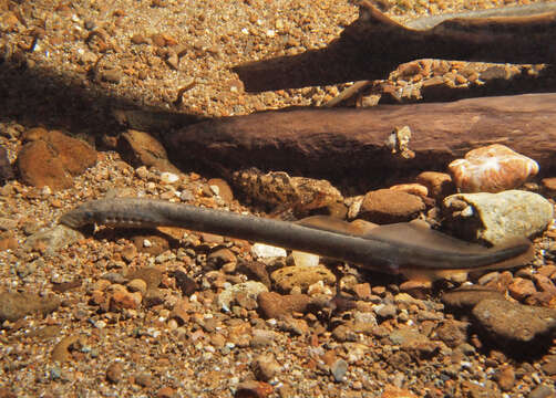 Image of Western Brook Lamprey