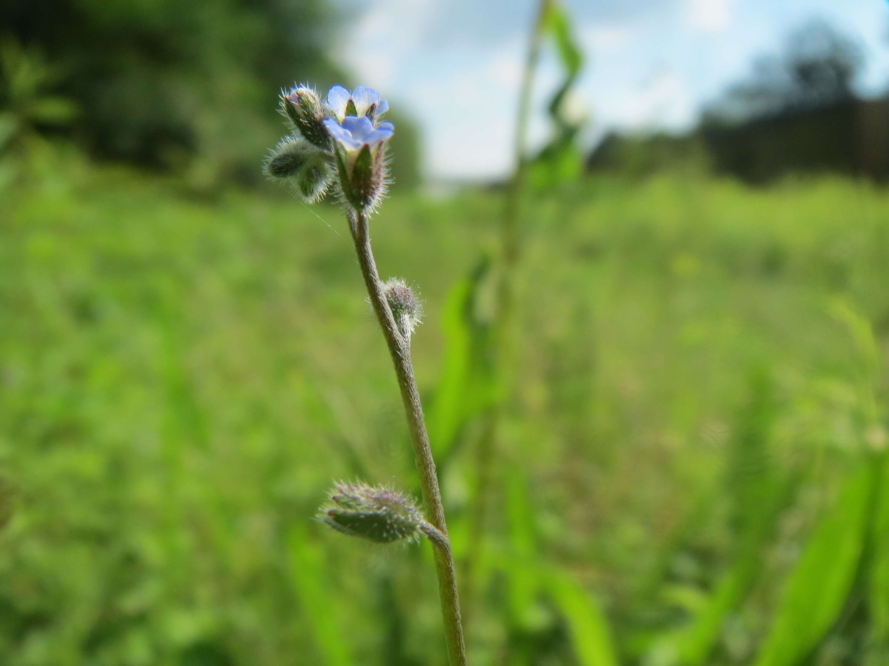 Image of Early Forget-me-not