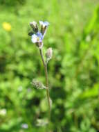 Image of Early Forget-me-not